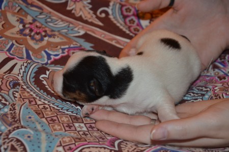 ERAGON ist, nachdem er das Geburtsgewicht verdoppelt hat, fast schon 2 Hand voll Hund :-)